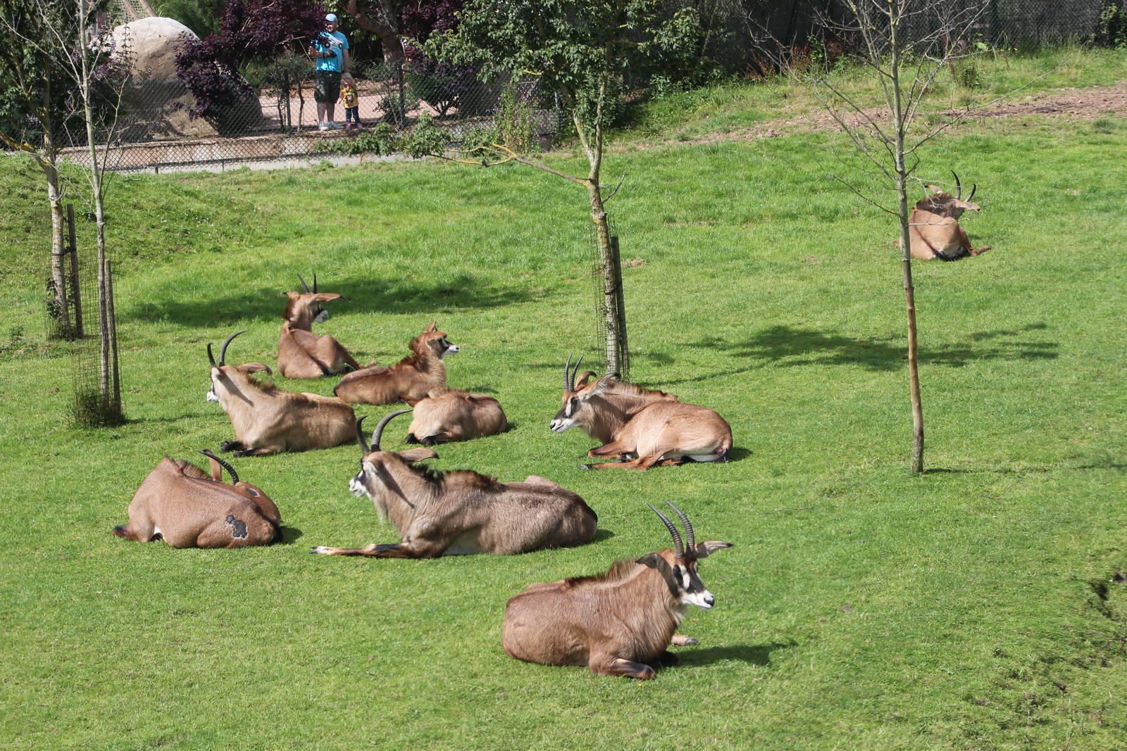 View of roan antelope