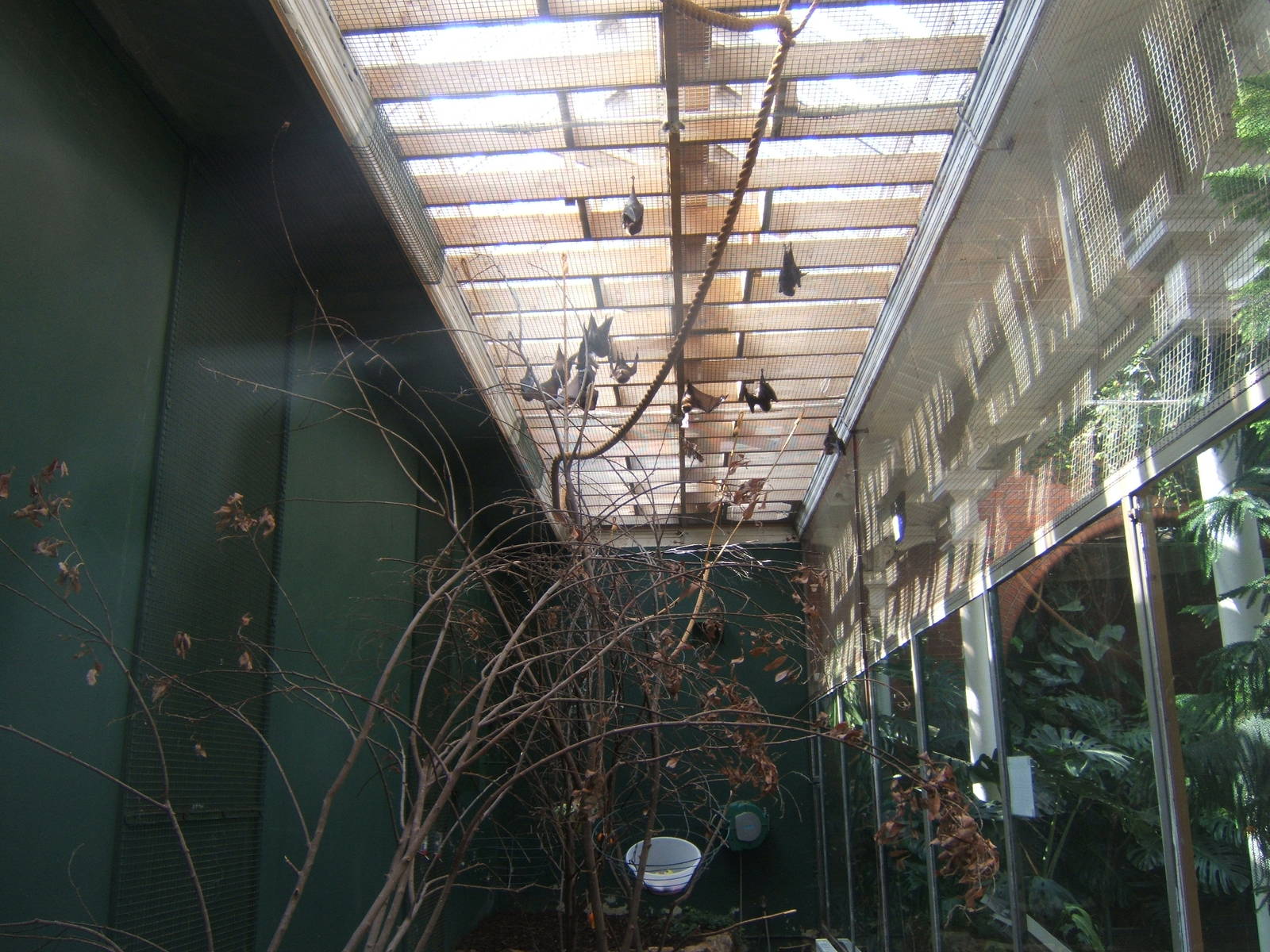 View of Rodrigues Bat enclosure