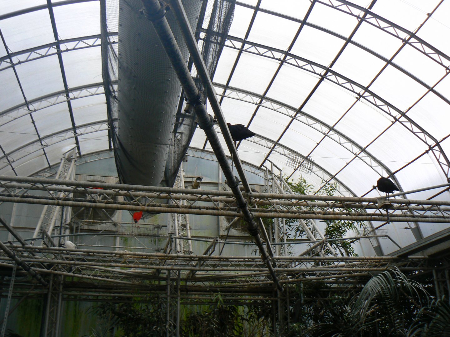 View of Roof with Birds - 28 March 2018