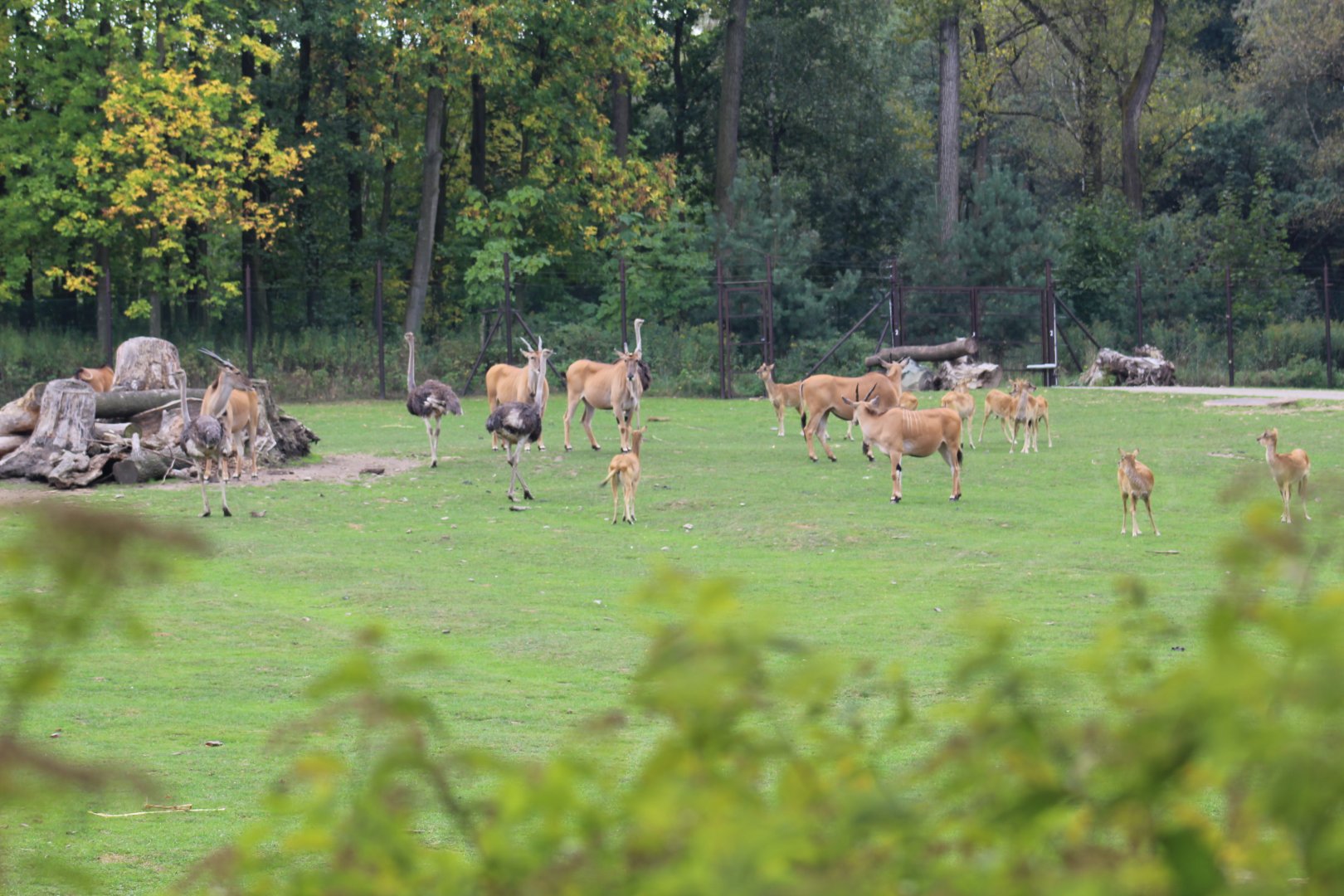 View of Safari Animals