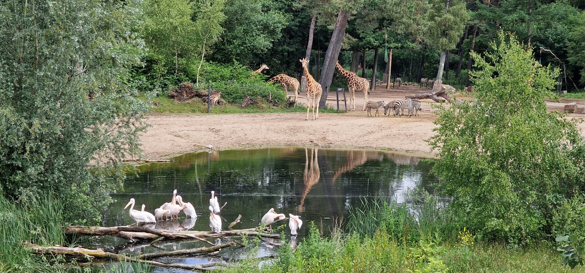 View of safari mixed enclosure