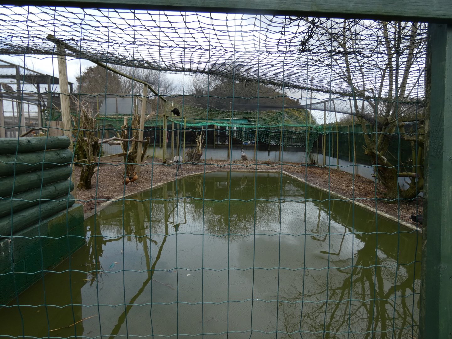 View of Sandhill Crane, Northern Bald Ibis, Fulvous Whistiling Duck and Laysan Teal Aviary