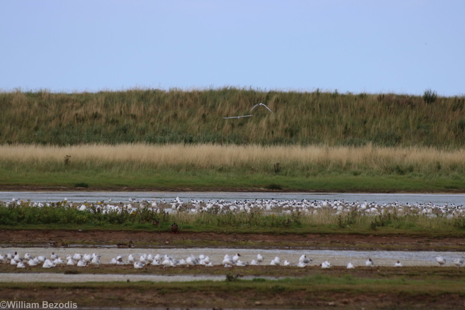 View of Sandwich Tern Colony - Spurn Head
