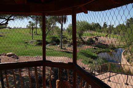 view of savanna