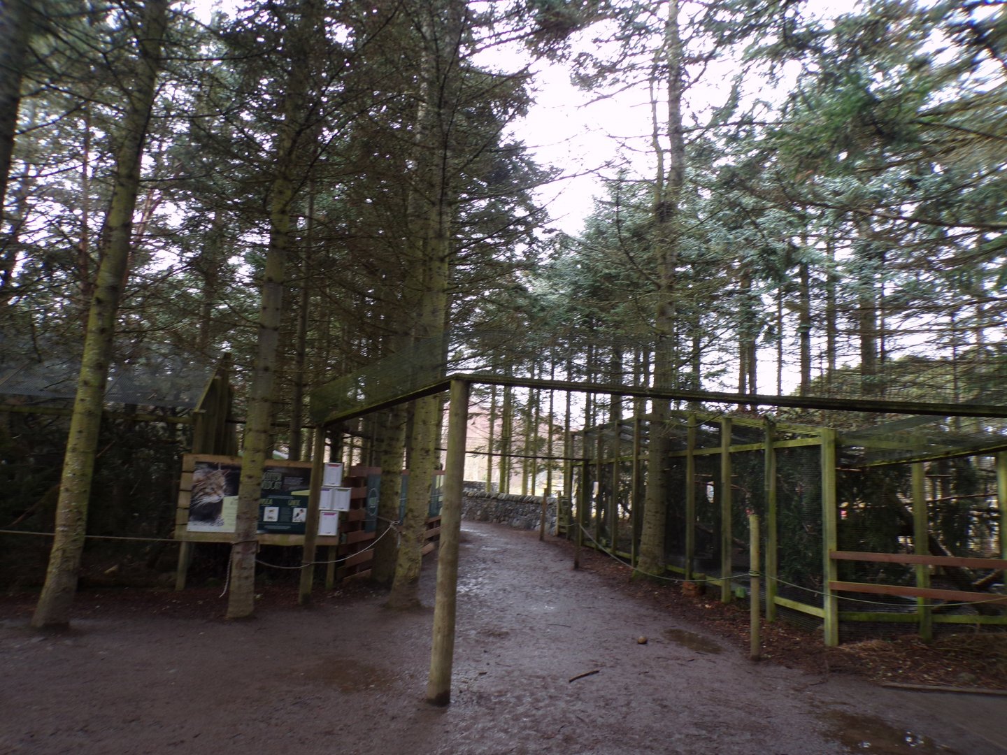 View of Scottish wildcat overhead tunnels 5.4.24