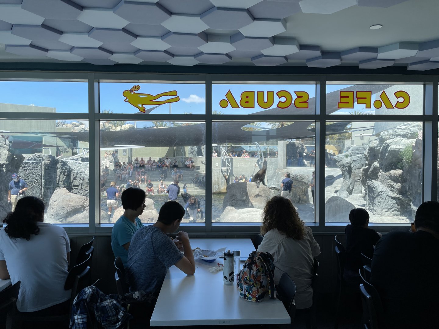 View of Seal and Sea Lion training through Cafe Scuba
