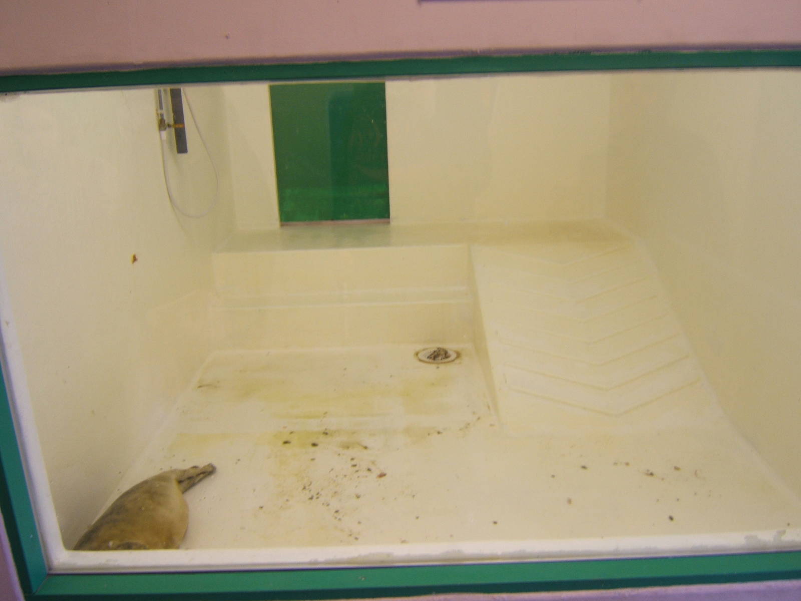 View of Seal Rescue pools