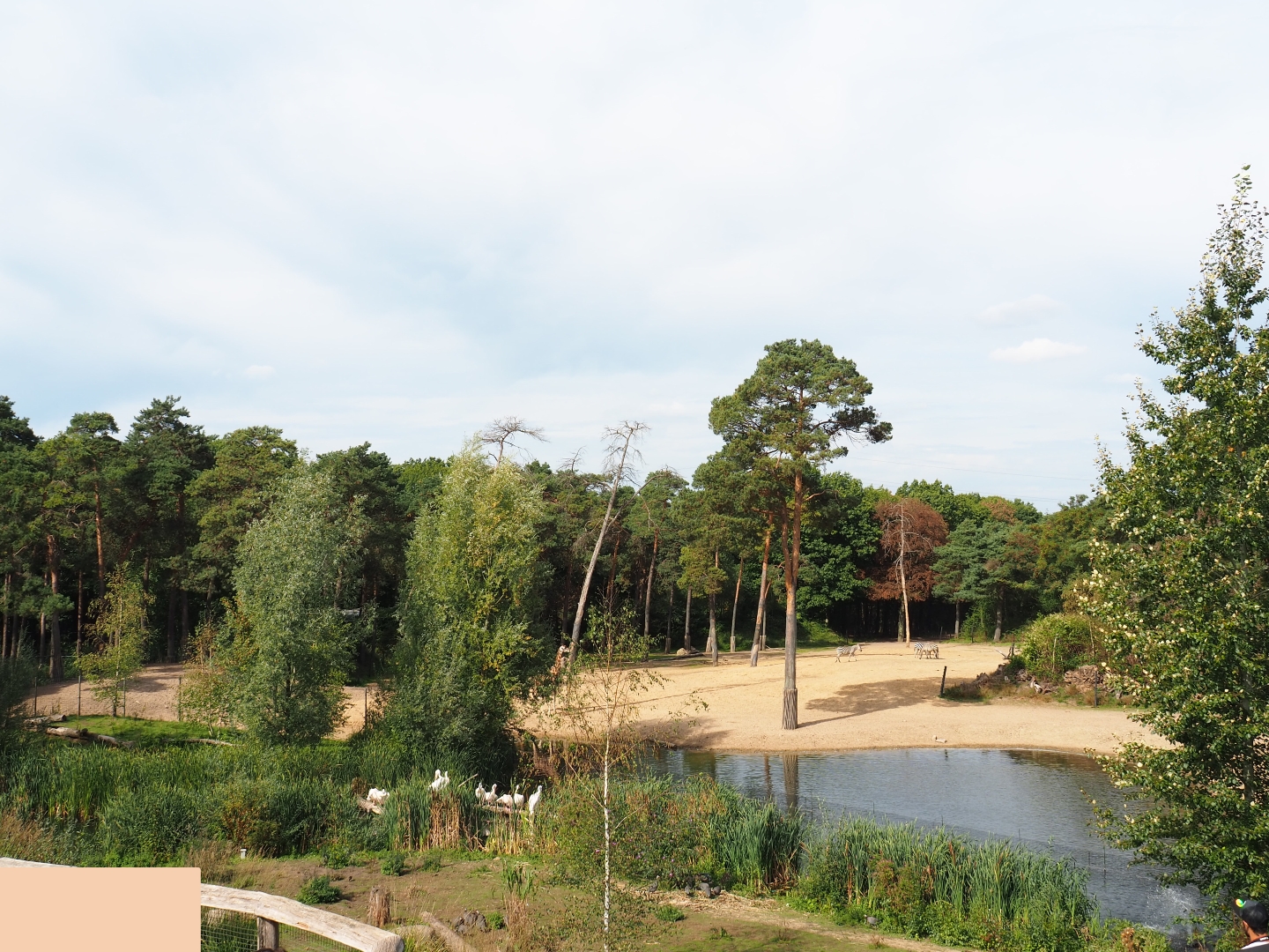 View of section of large Safari paddock from terraces (Sep 16th, 2018)