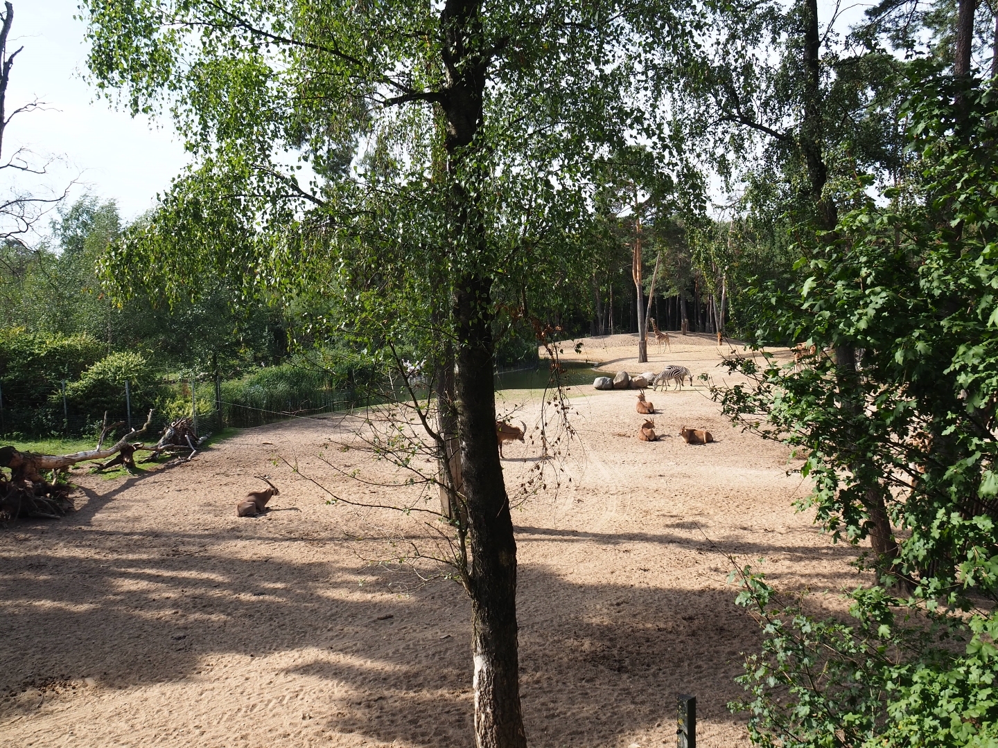 View of section of large Safari paddock (Sep 16th, 2018)