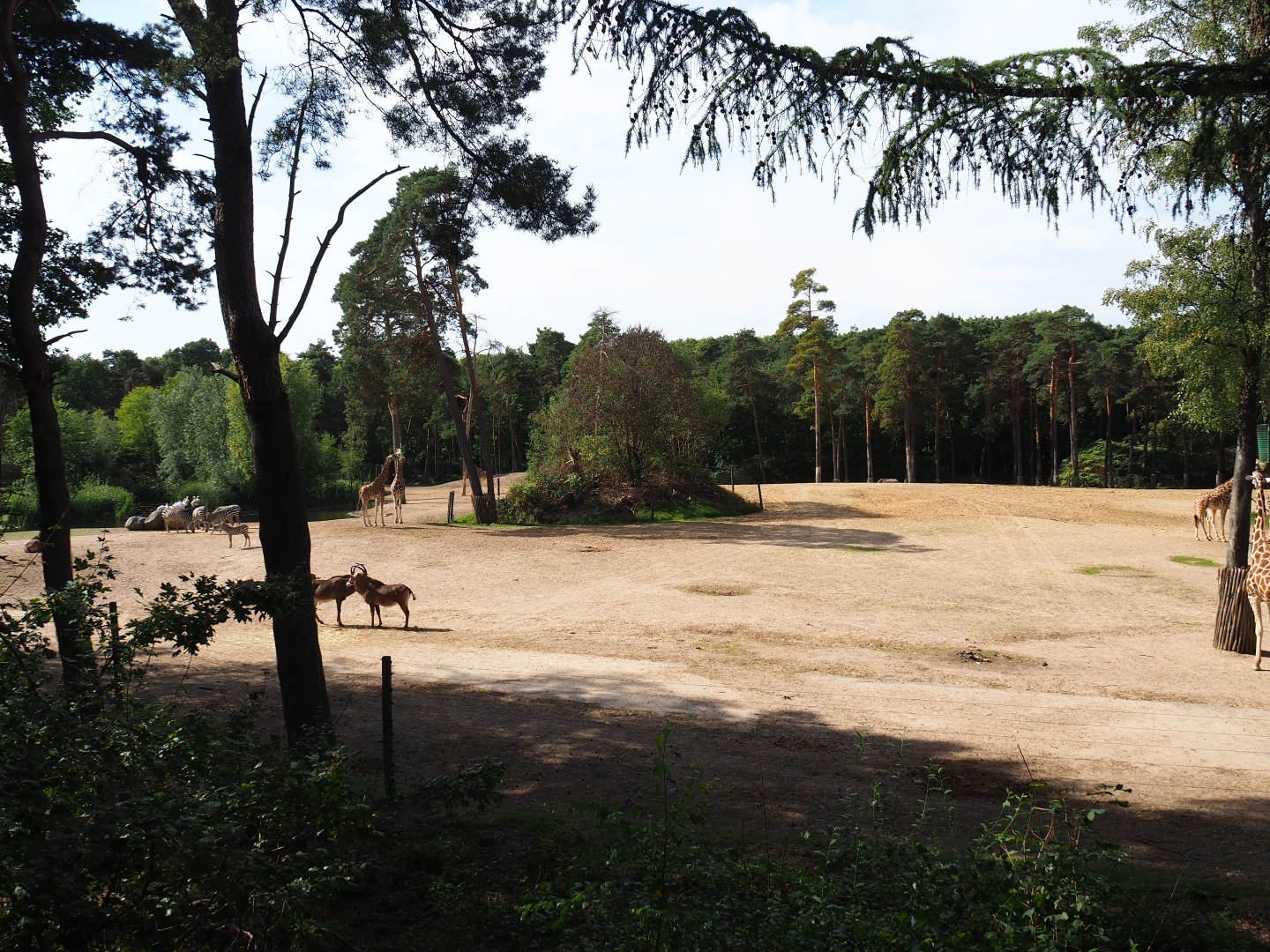 View of section of large Safari paddock (Sep 16th, 2018)