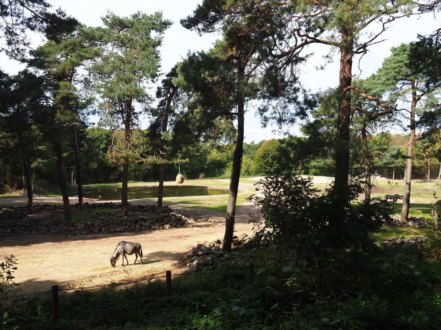 View of section of large Safari paddock (Sep 16th, 2018)