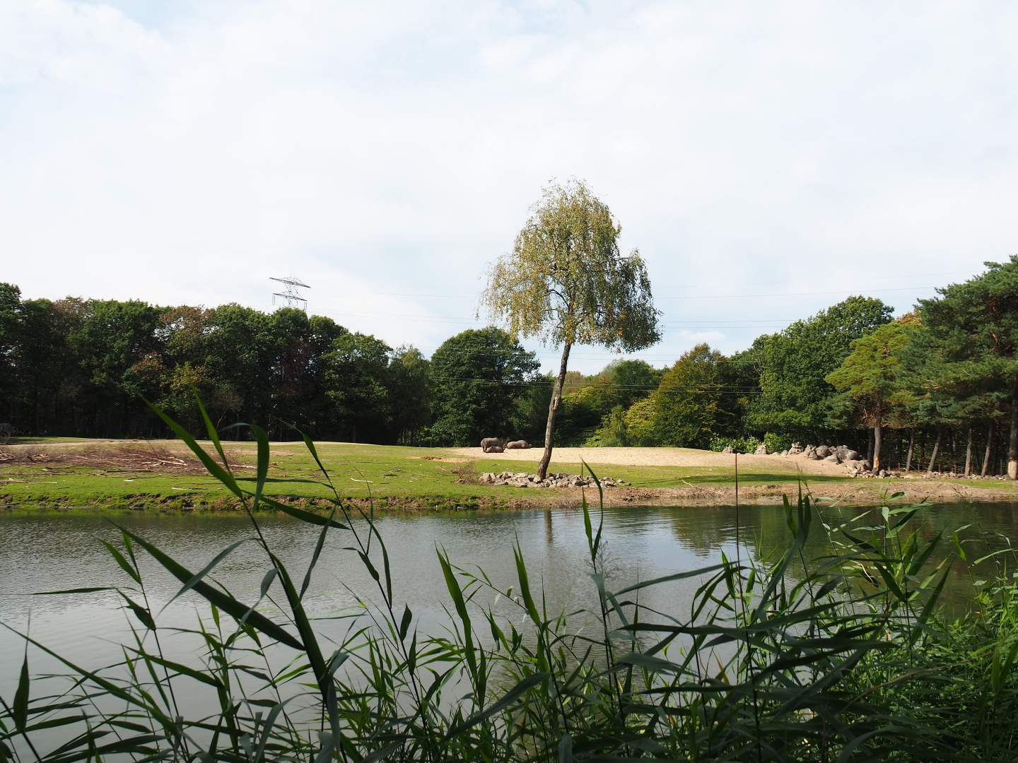View of section of large Safari paddock (Sep 16th, 2018)