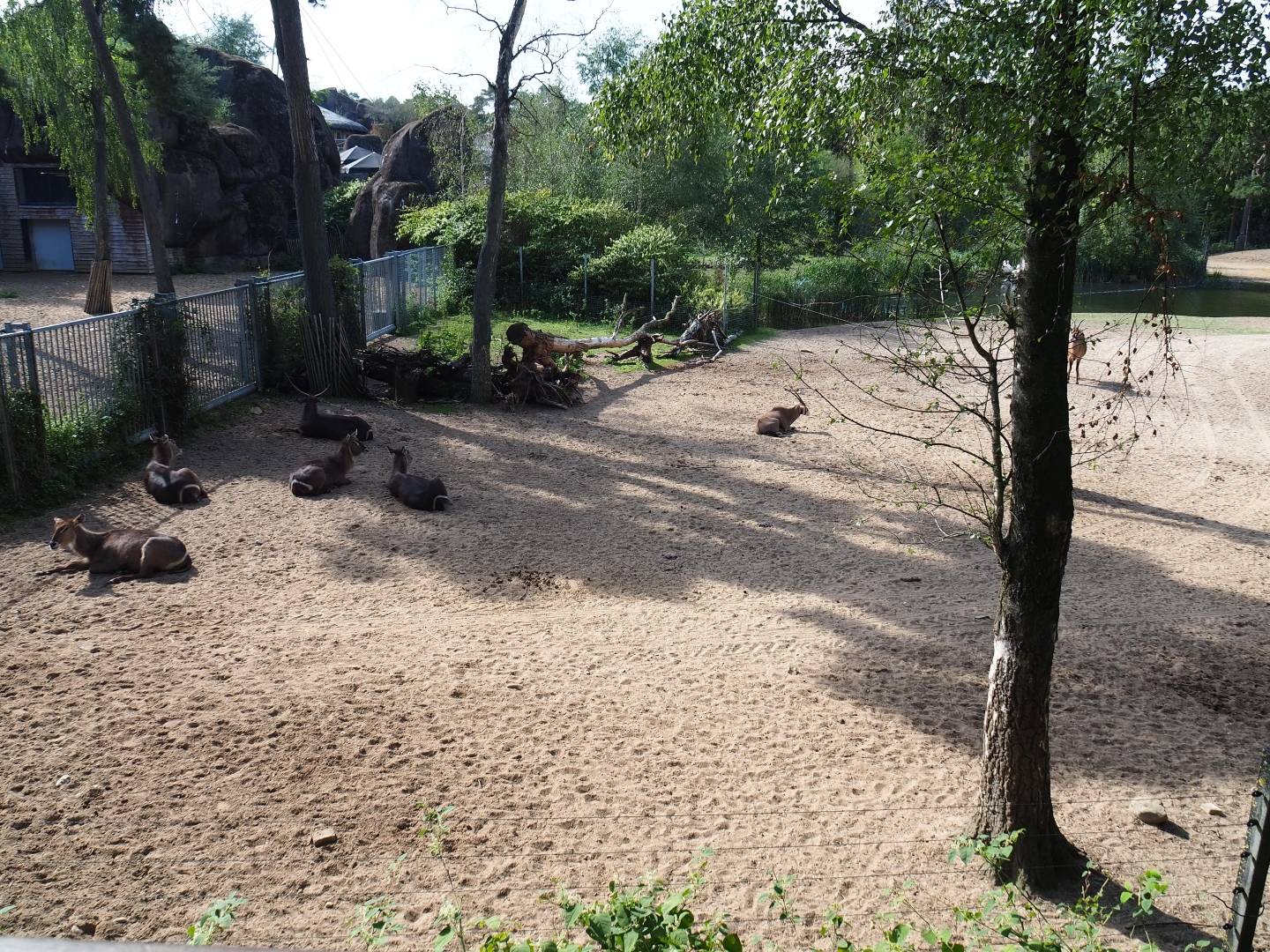 View of section of main Safari exhibit (Sep 16th, 2018)