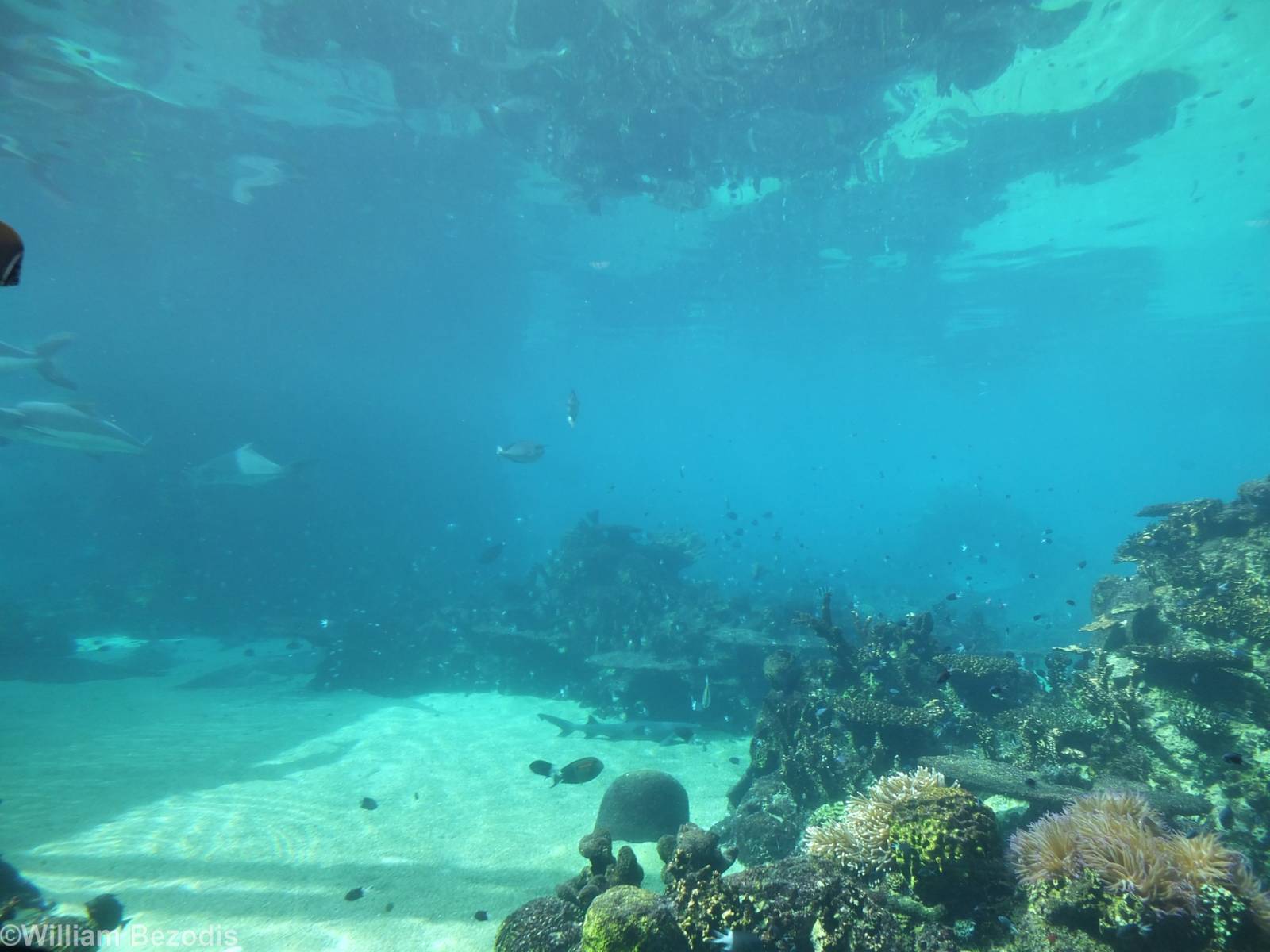 View of Shark Bay from Underwater Viewing