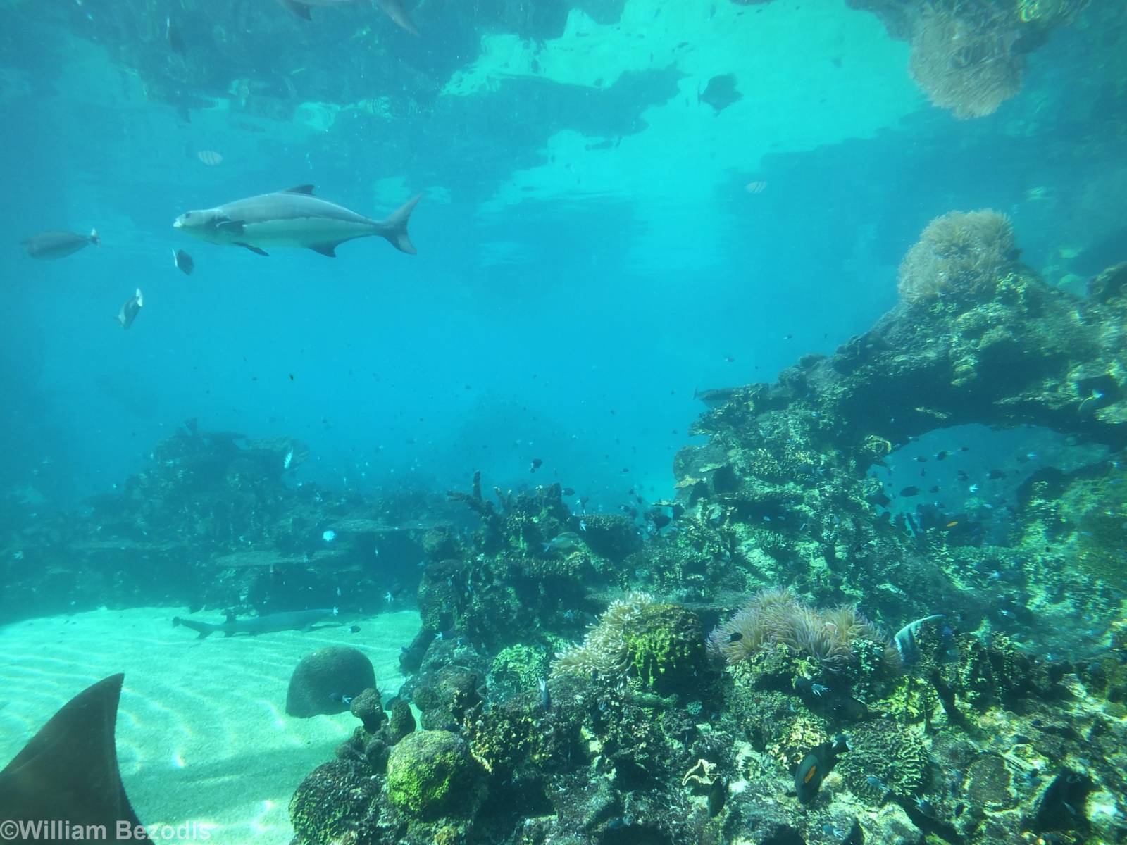 View of Shark Bay from Underwater Viewing
