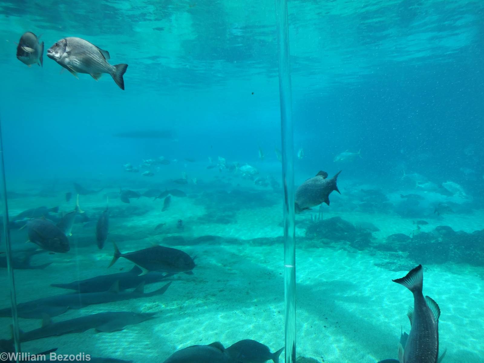 View of Shark Bay from Underwater Viewing