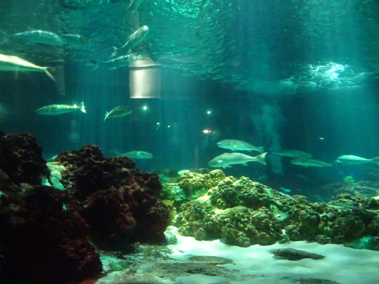 View of Shark Exhibit at SeaWorld Orlando