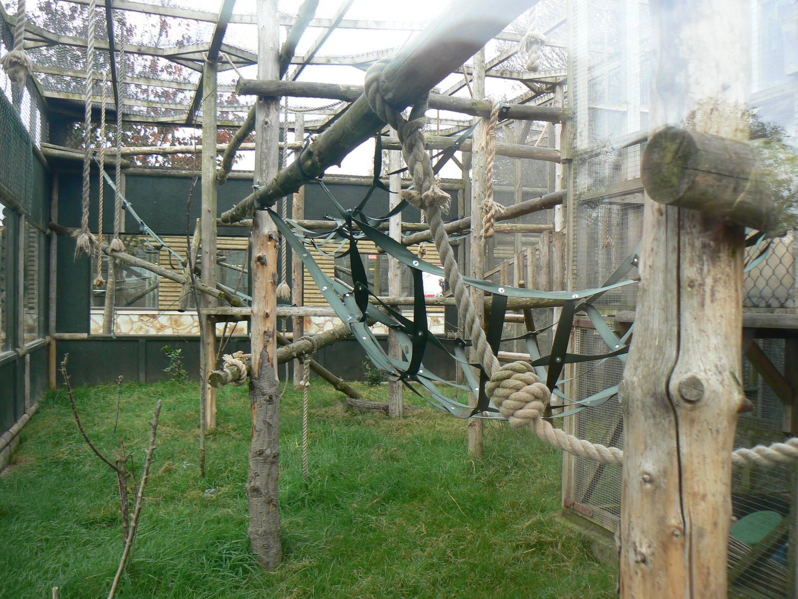 View Of Siamang Enclosure- 17 October 2015