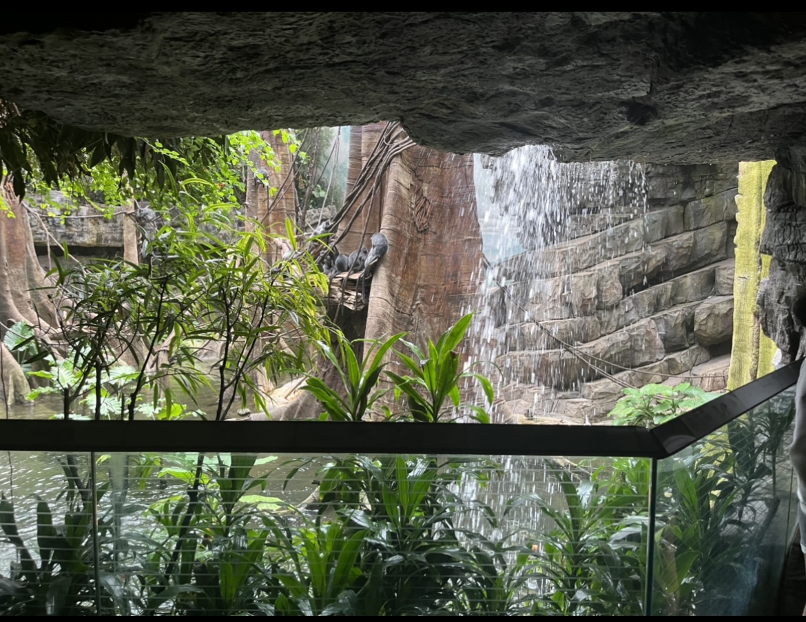 View of Silver Leaf Langur exhibit(July 2022)