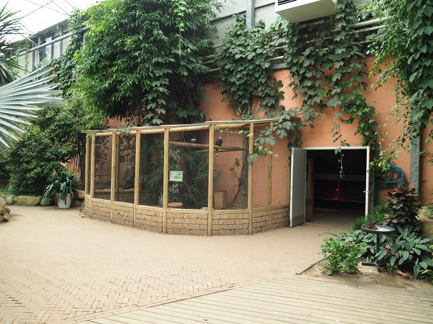 View of Silvery hornbill and lapwing aviary and entrance to terrarium and bird raising room (Aug 28th, 2018)