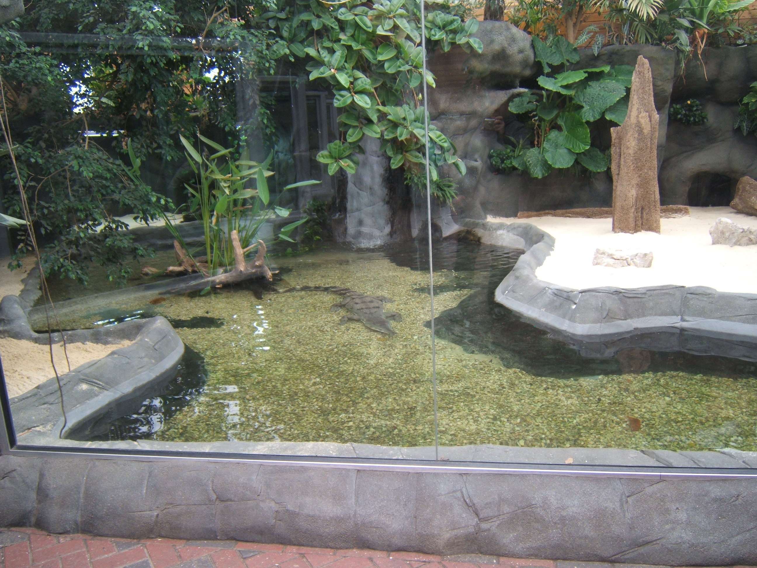 View of Slender-snouted Crocodile exhibit