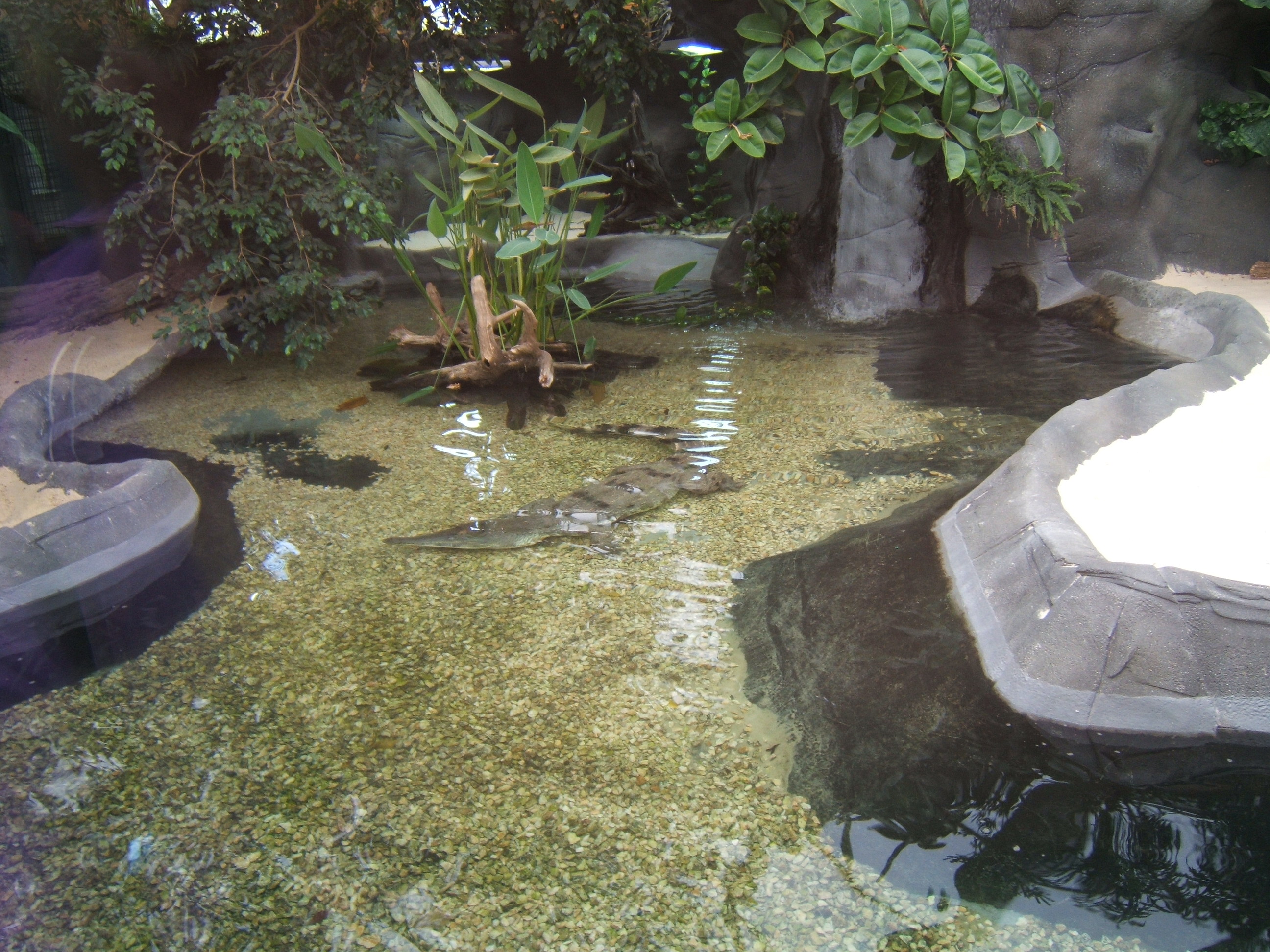 View of Slender-snouted Crocodile exhibit