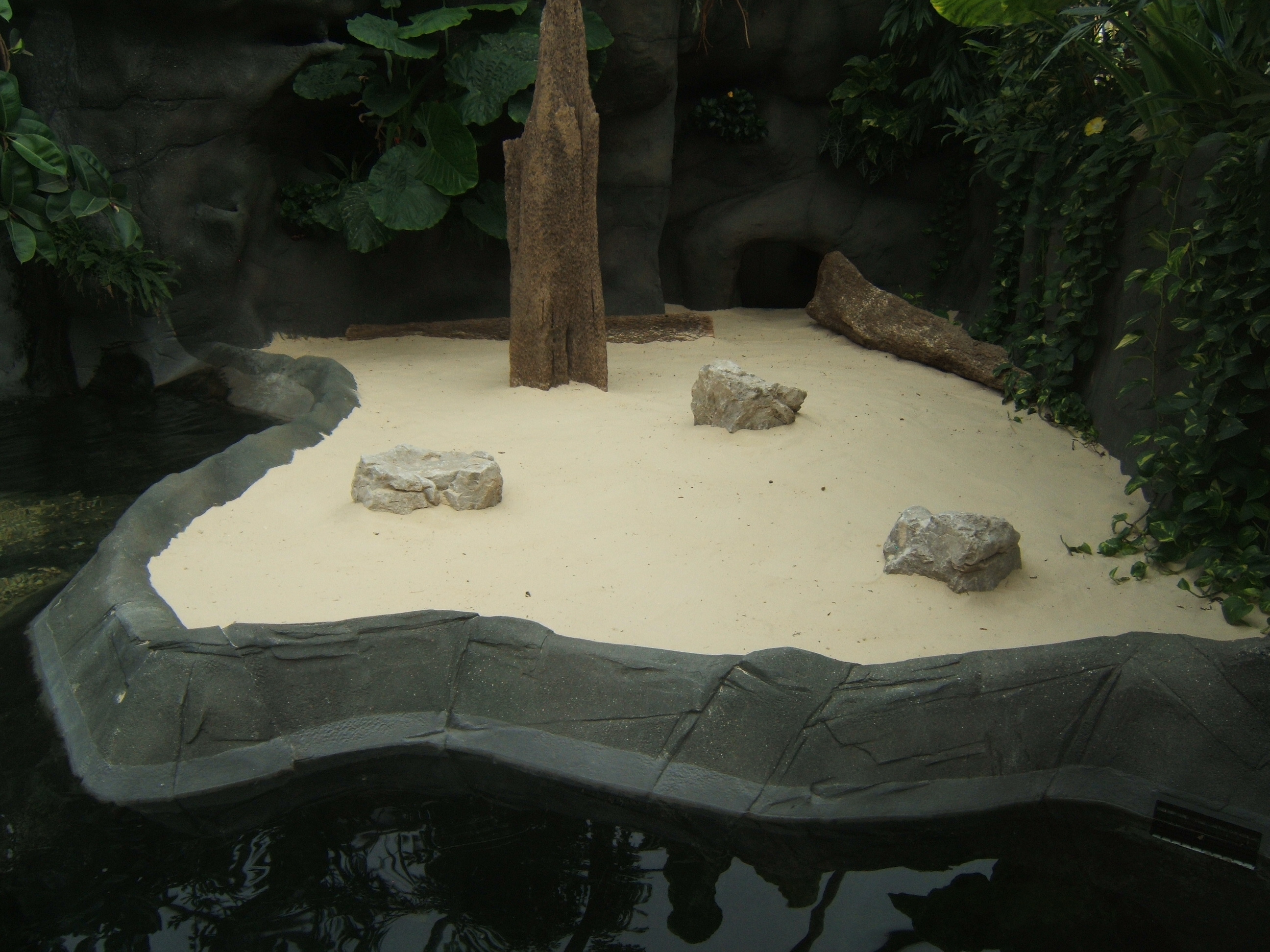 View of Slender-snouted Crocodile exhibit