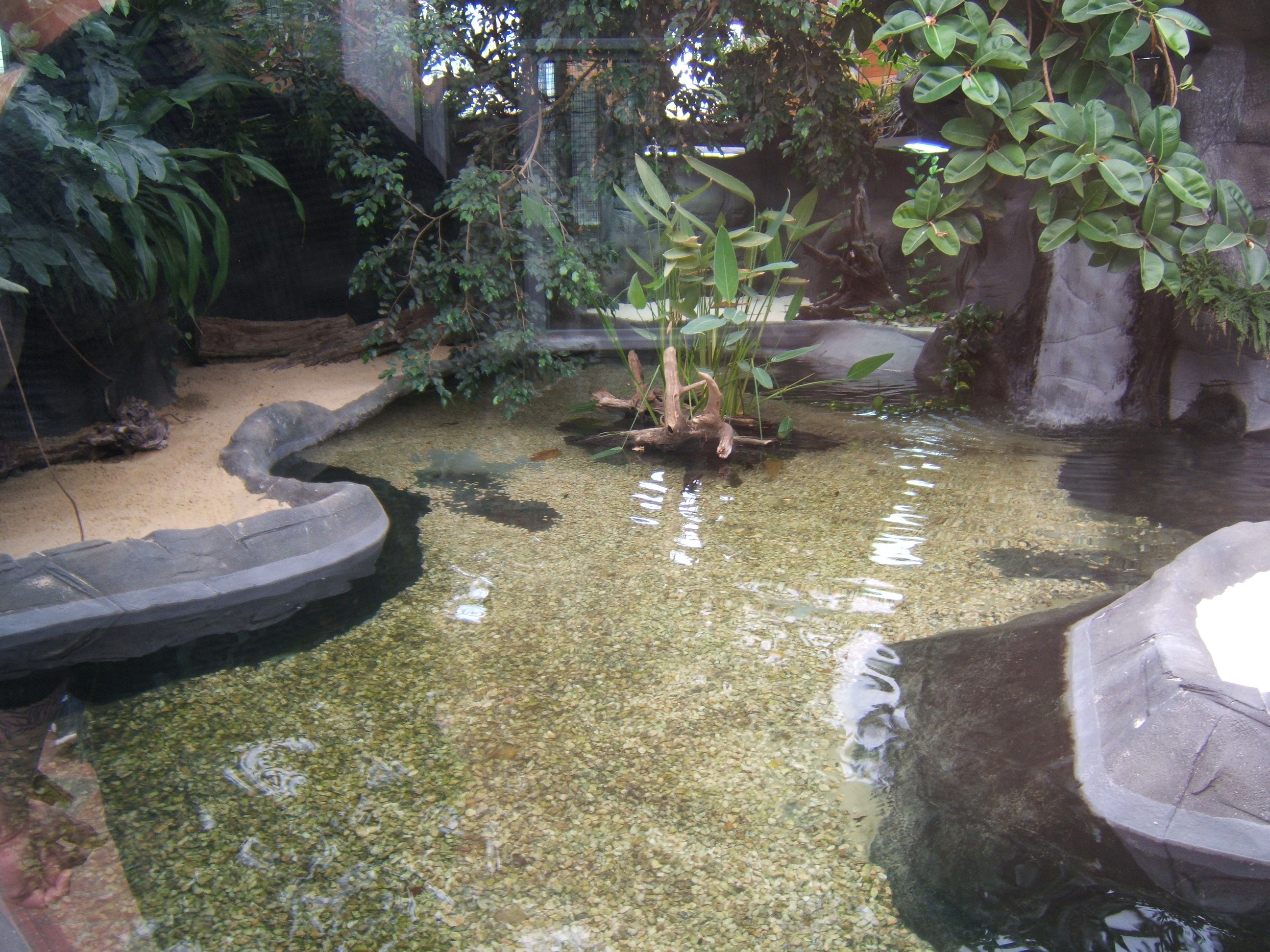 View of Slender-snouted Crocodile exhibit