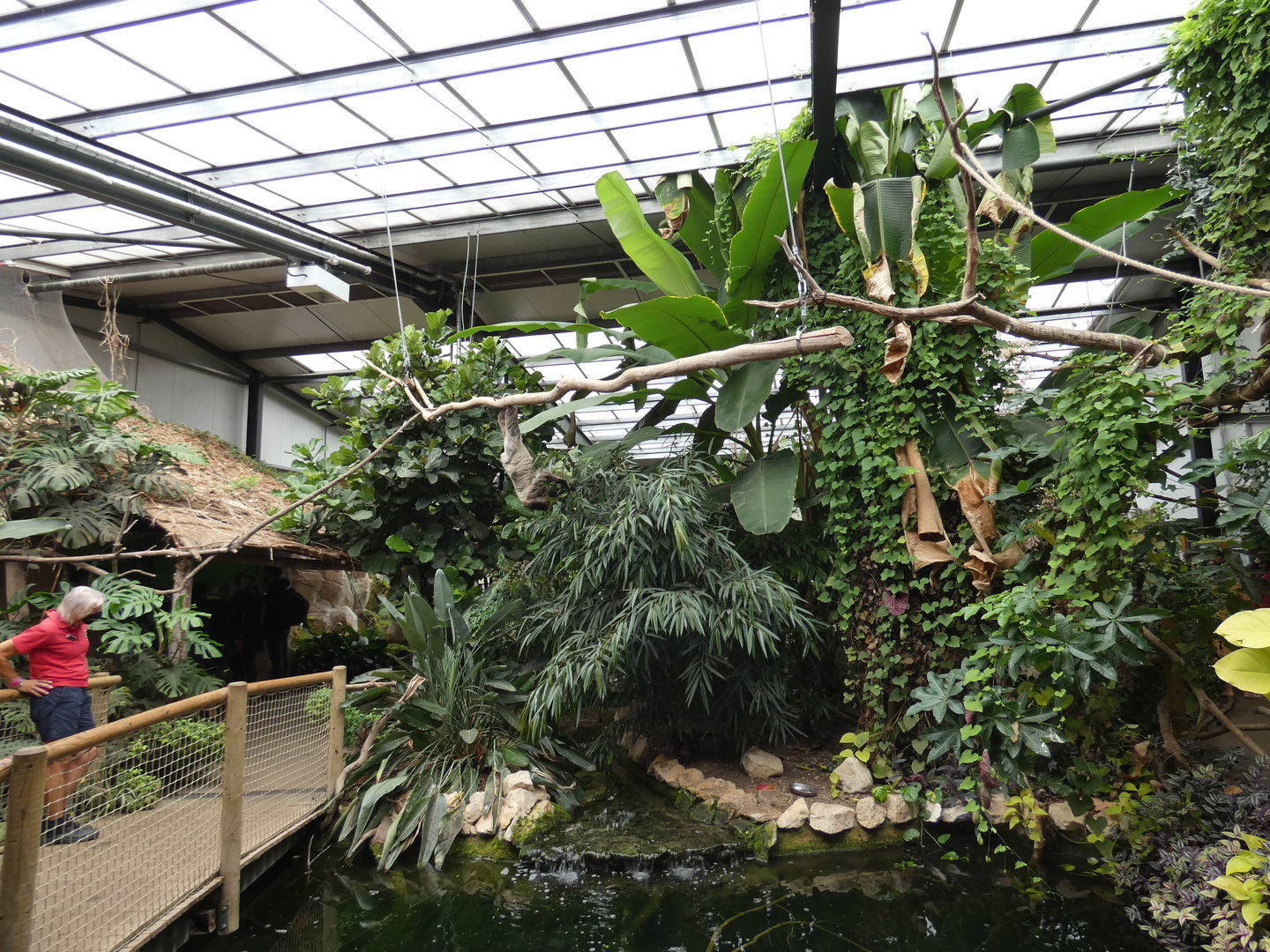 View of sloth in Eureka tropical house