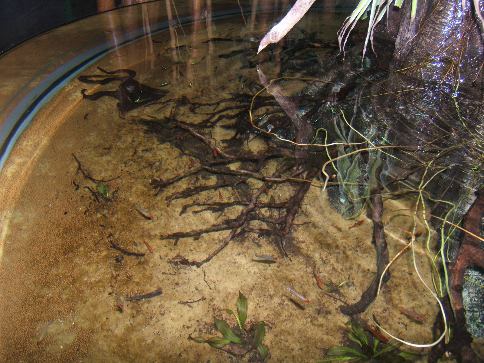 View of small Amazon tank