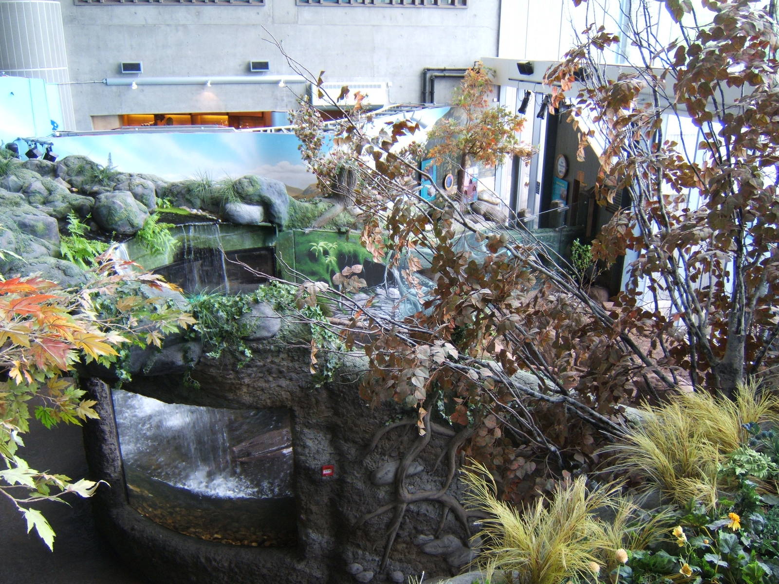 View of Small-clawed Otter enclosure from above