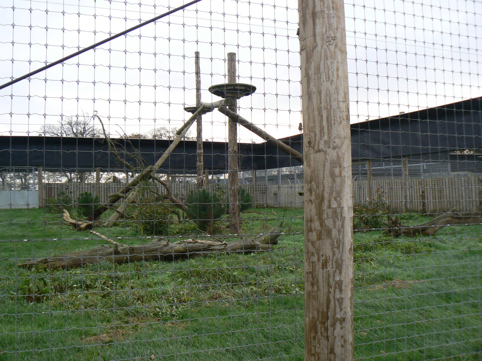 View of Smallest Visible Amur Leopard Enclosure - 22 November 2015