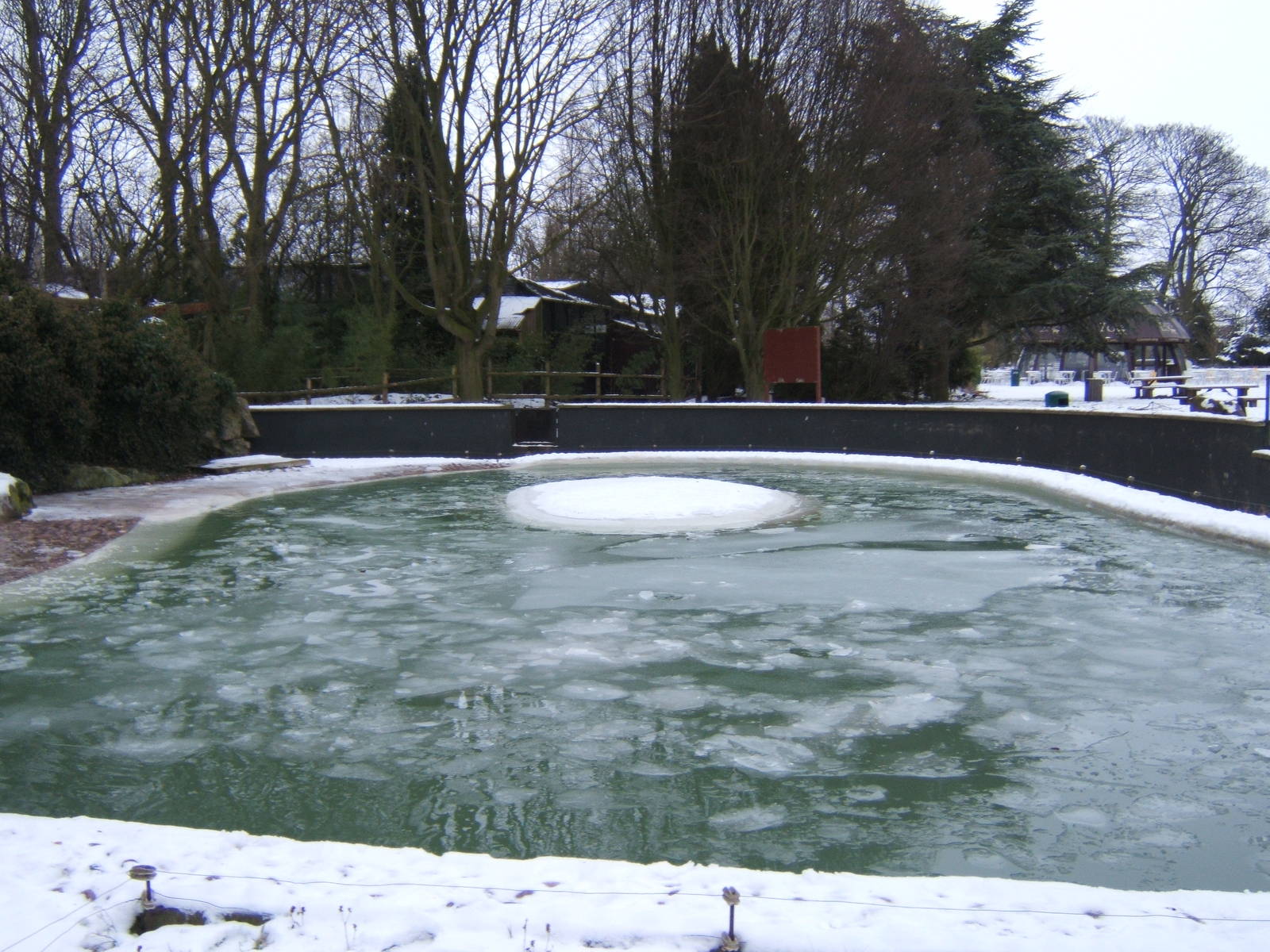 View of snow and ice covered South American Sealion exhibit