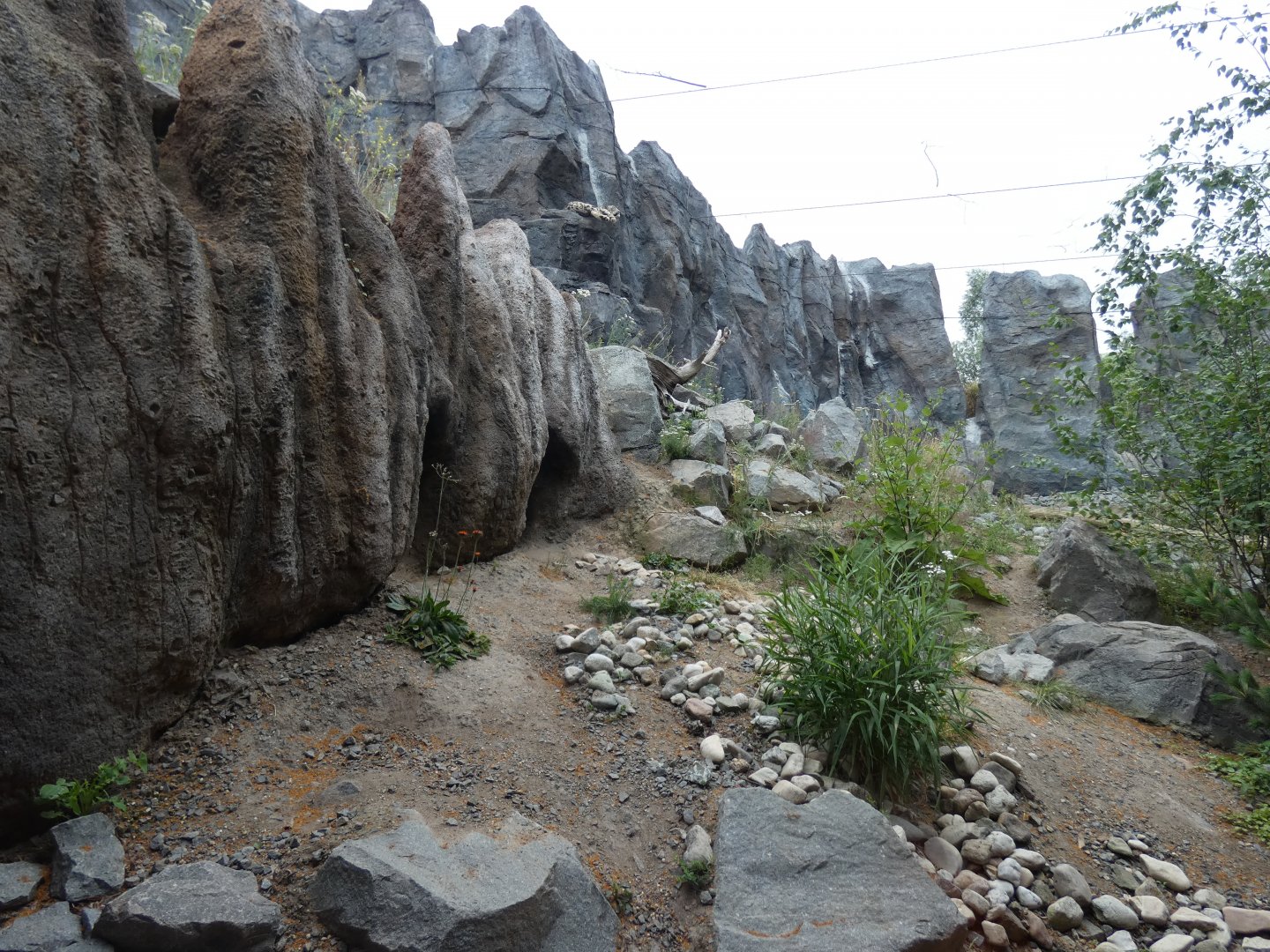 View of Snow Leopard enclosure (1)