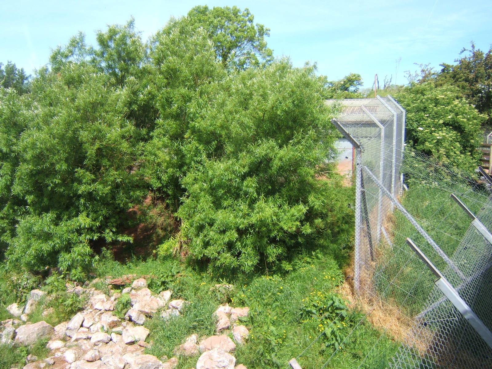 View of Snow Leopard enclosure