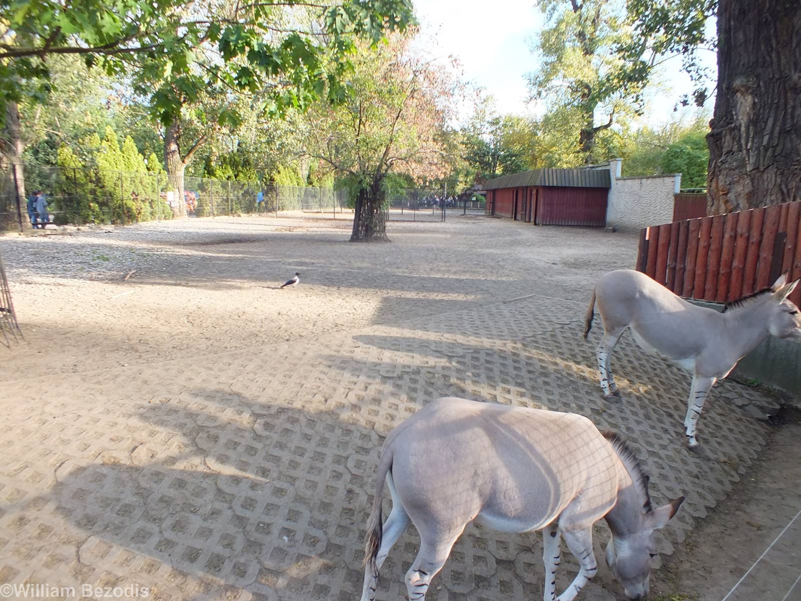 View of Somali Wild Ass Enclosures