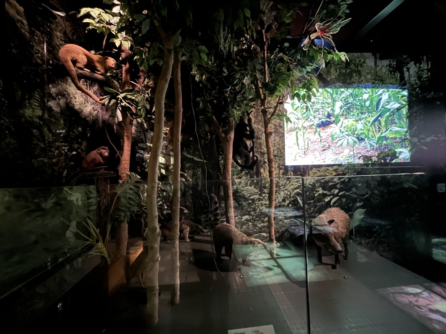 View of some of the species in the South America section (taken in Kelvingrove museum) 12.2.24