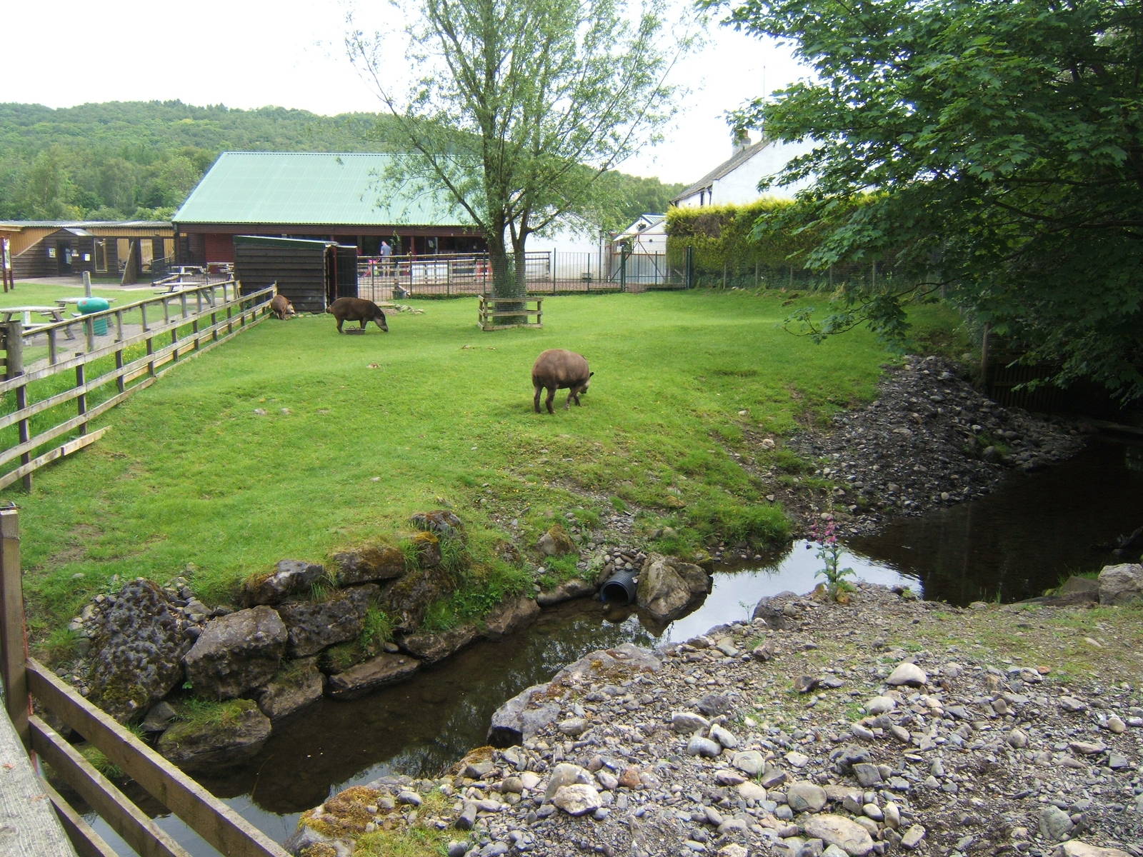 View of South American Tapir enclosure