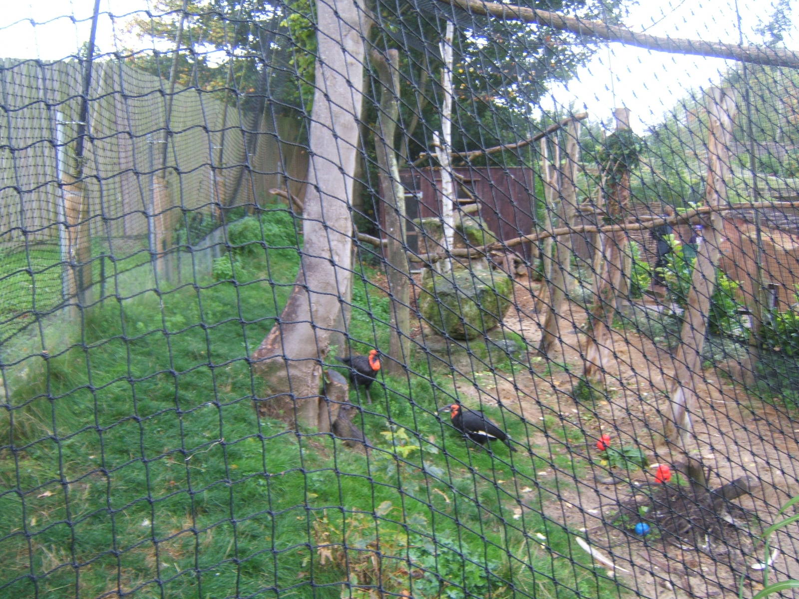View of Southern Ground Hornbill Aviary