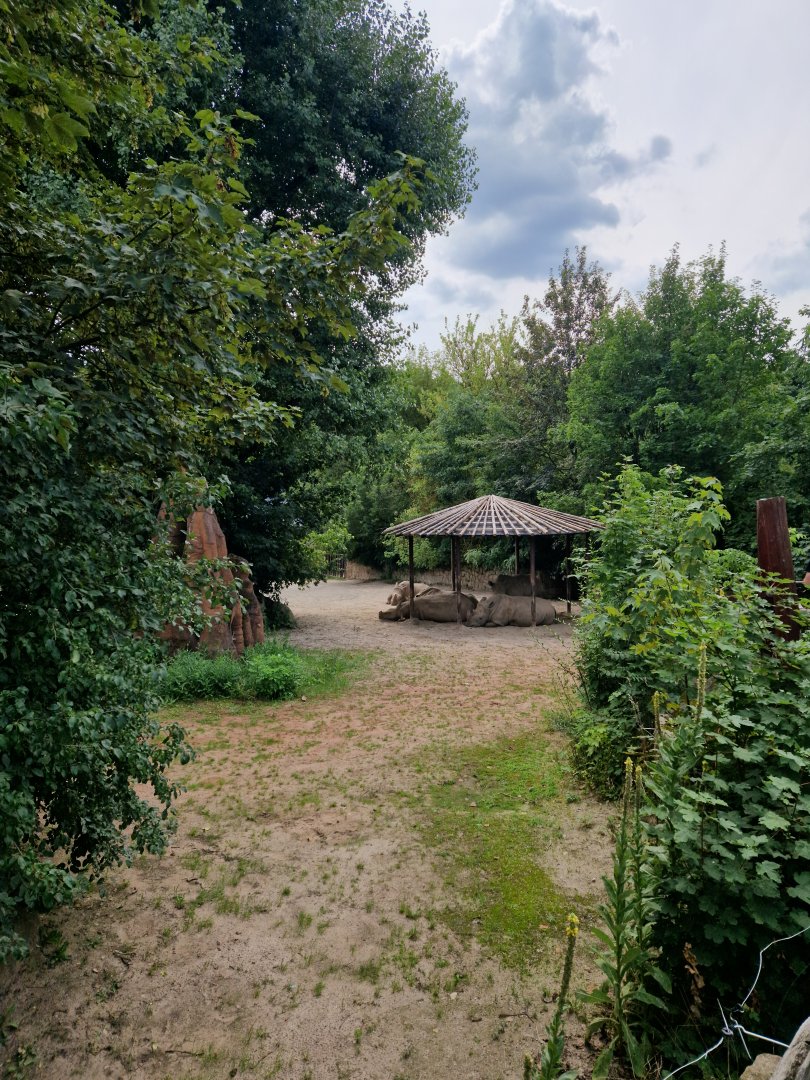 View of Southern white rhino enclosure