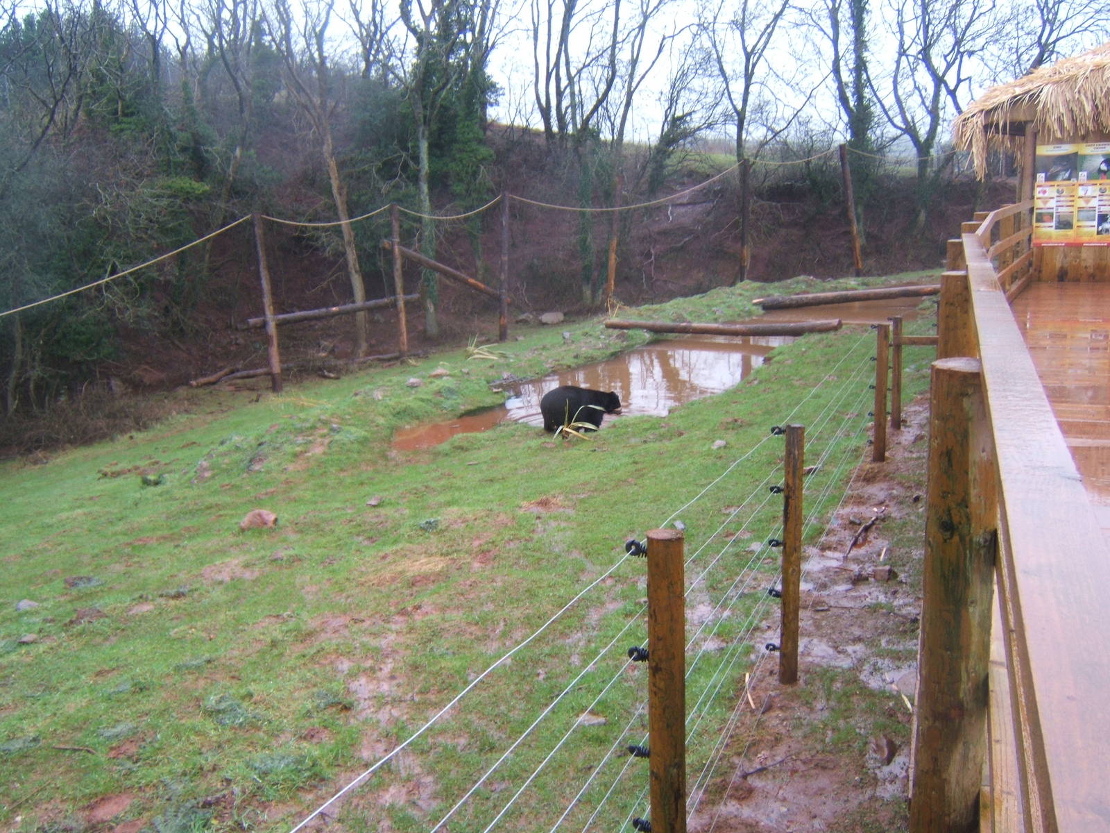 View of Spectacled Bear enclosure