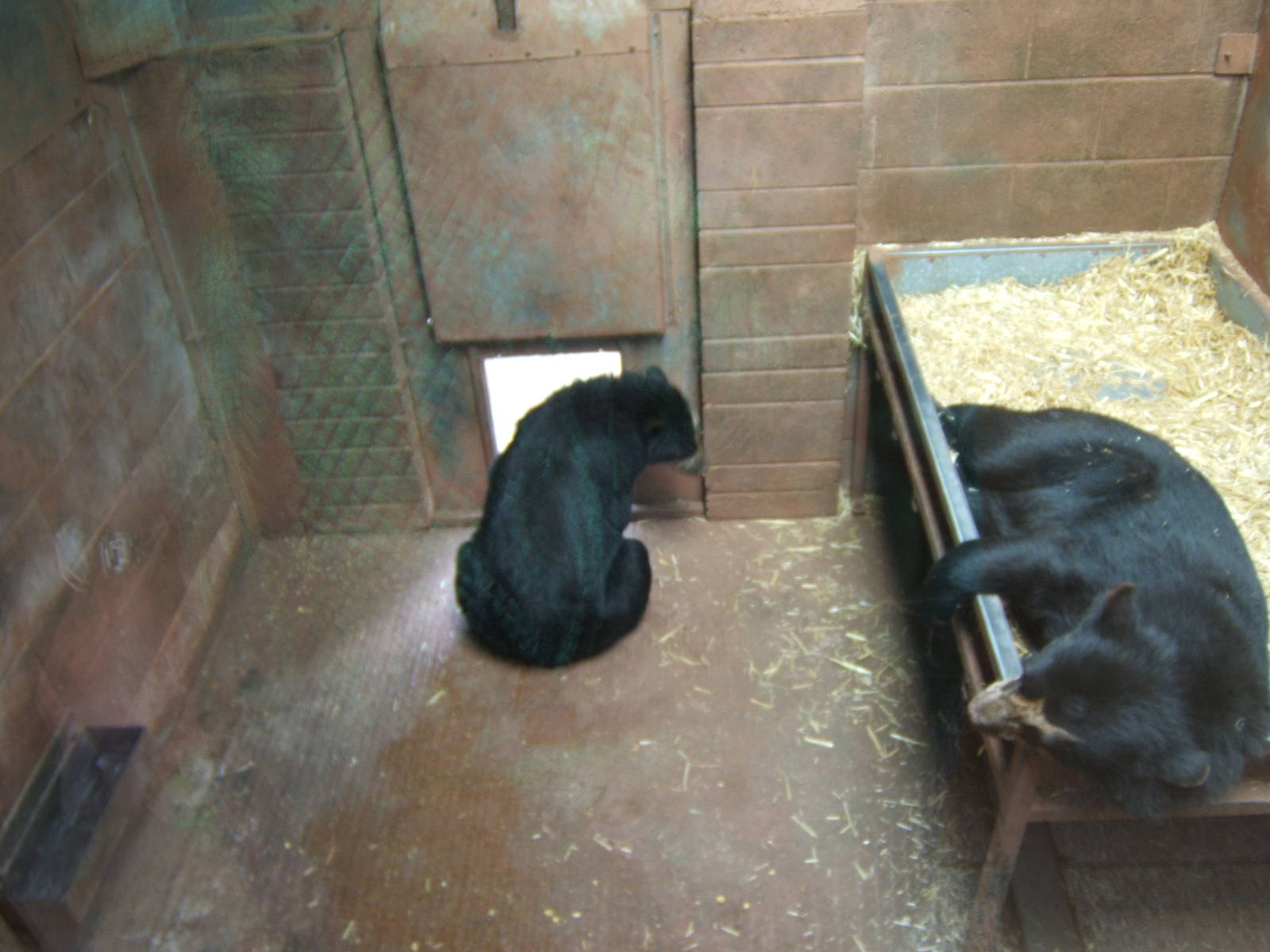 View of Spectacled Bear sleeping dens