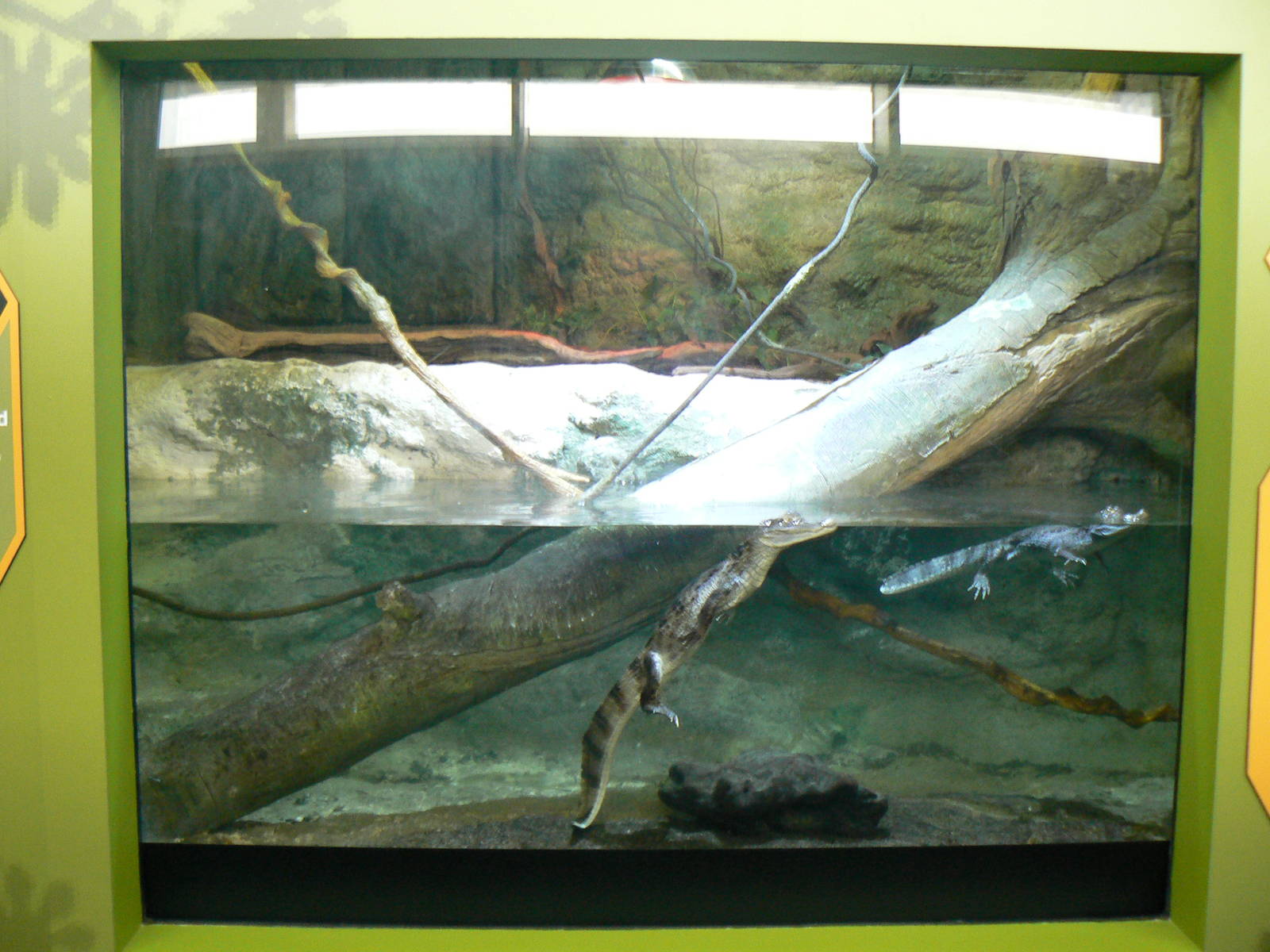 View of Spectacled Caiman Enclosure - 12 June 2016, Askham Bryan College