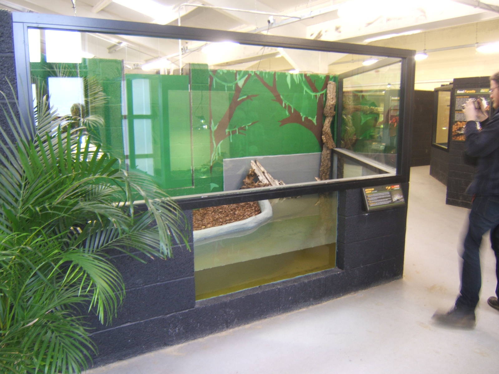 View of Spectacled Caiman exhibit