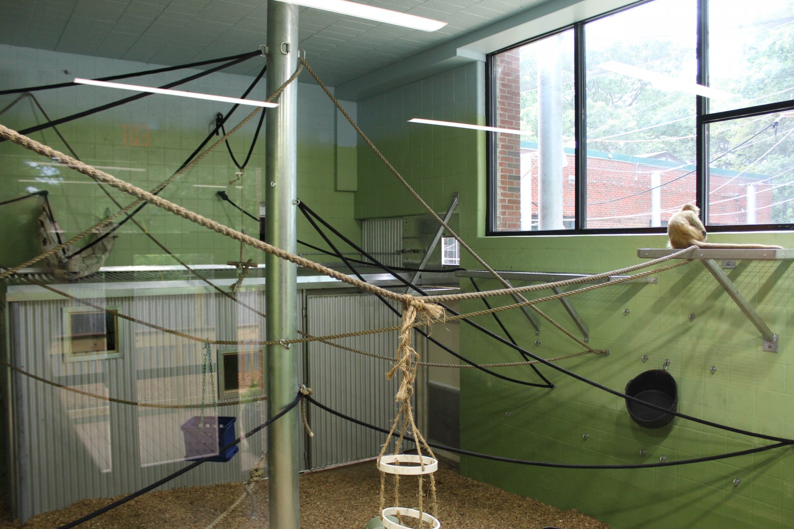 View of Spider Monkey Indoors