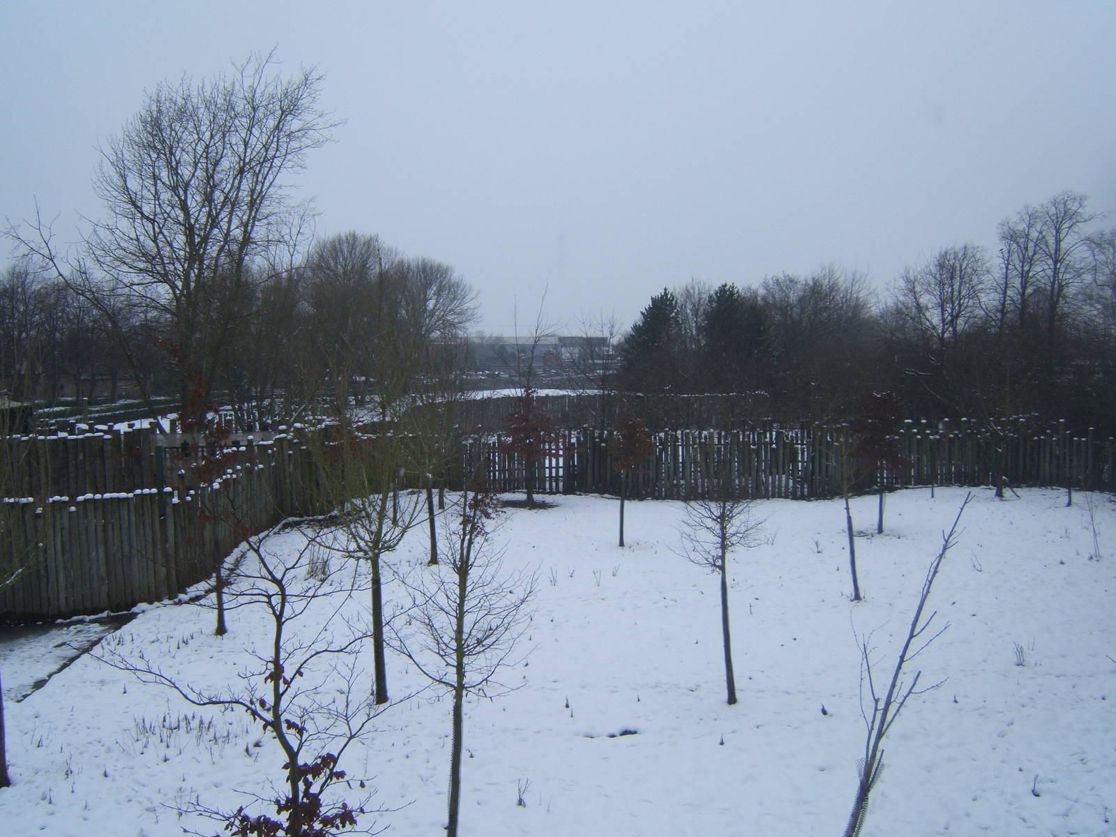 View of Spotted Deer enclosure in snow