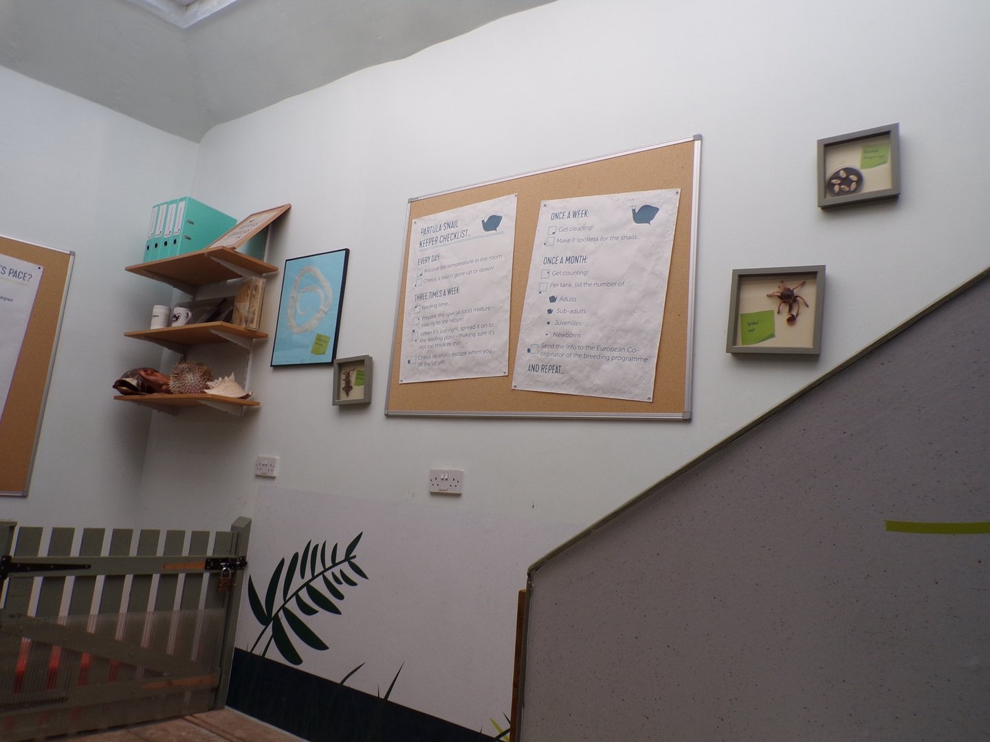 View of staff path next to pancake tortoise enclosure  11.3.23