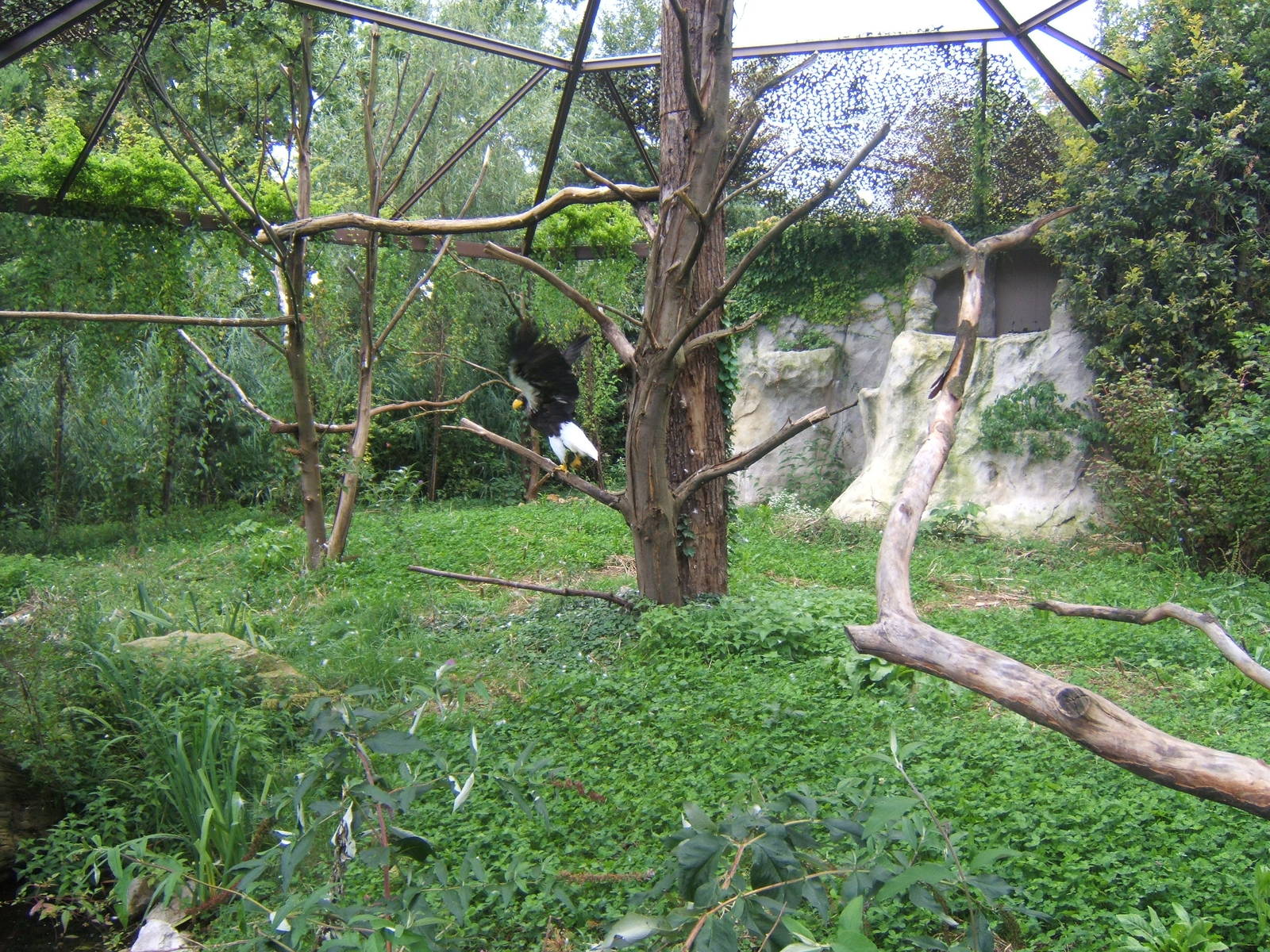 View of Stellar Sea Eagle Aviary