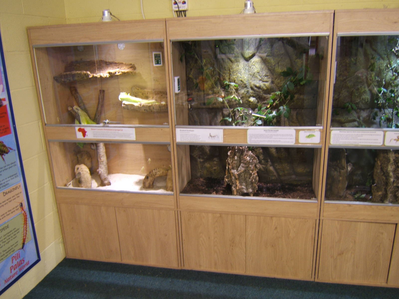 View of Stick Insect Vivs