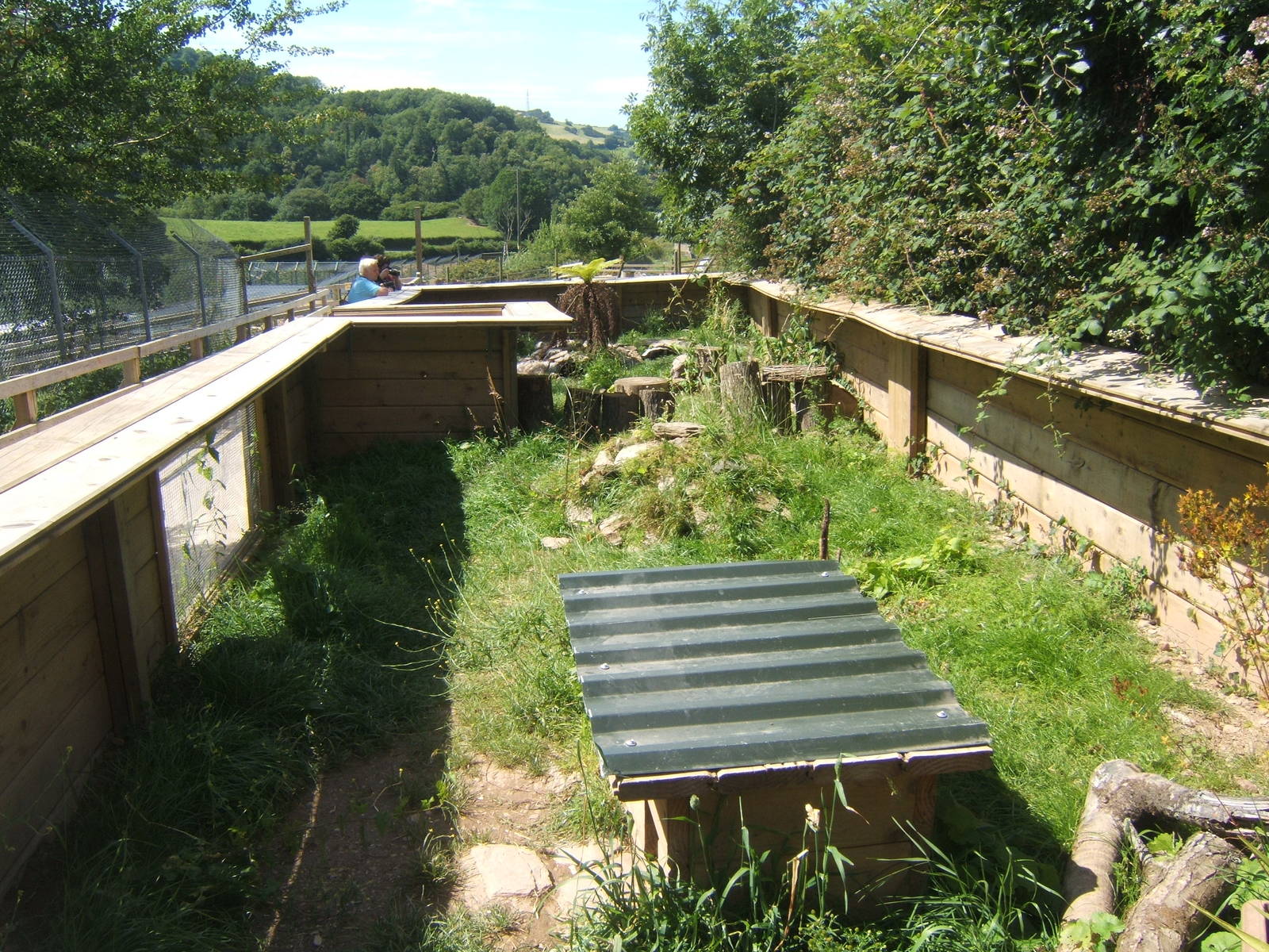 View of Striped Skunk enclosure